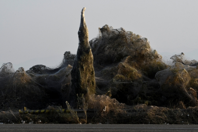 Yunanistan'ın Vistonida Gölü kıyıları örümcek ağıyla kaplandı